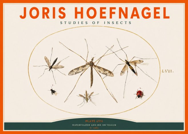 Joris Hoefnagel Studies of Insects II No2 - Poster