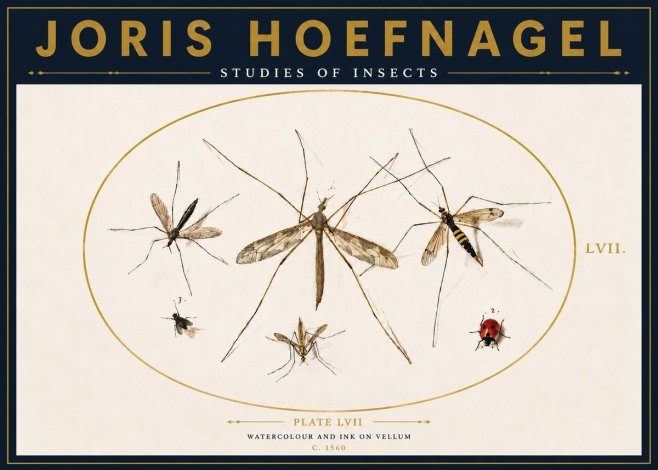 Joris Hoefnagel Studies of Insects II No4 - Poster