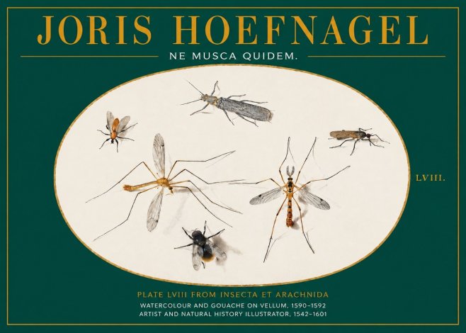 Joris Hoefnagel Plate Lviii from Insecta Et Arachnida No2 - Poster