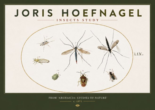 Joris Hoefnagel Insects Study I No3 - Poster