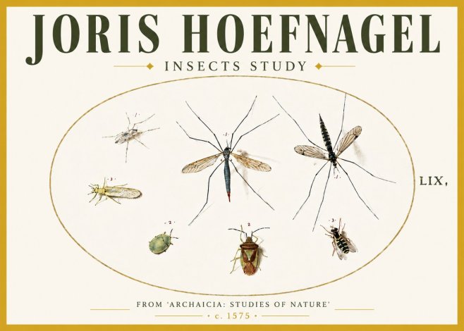 Joris Hoefnagel Insects Study I No5 - Poster
