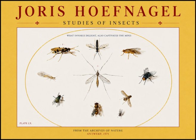 Joris Hoefnagel Studies of Insects III No4 - Poster