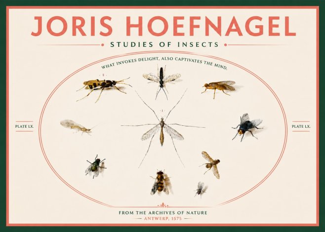 Joris Hoefnagel Studies of Insects III No6 - Poster