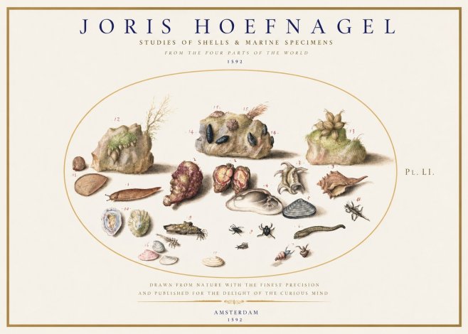 Joris Hoefnagel Studies of Shells & Marine Specimens No1 - Poster