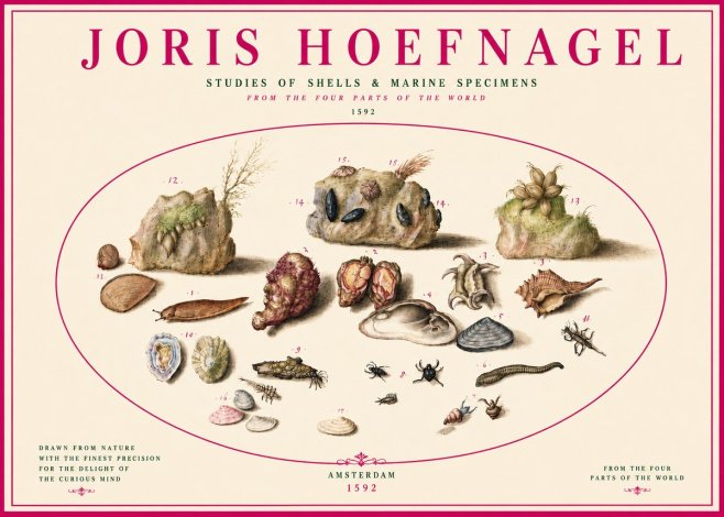 Joris Hoefnagel Studies of Shells & Marine Specimens No3 - Poster