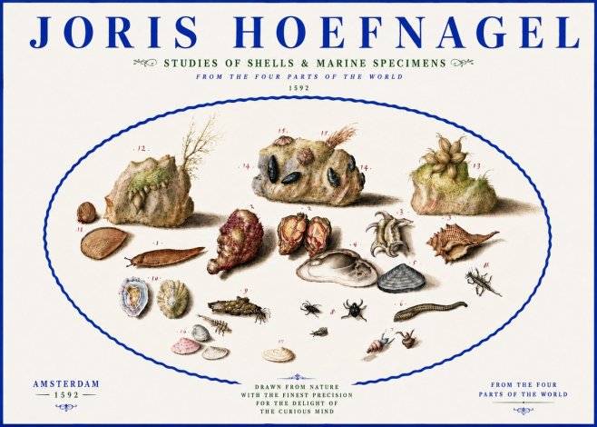 Joris Hoefnagel Studies of Shells & Marine Specimens No5 - Poster