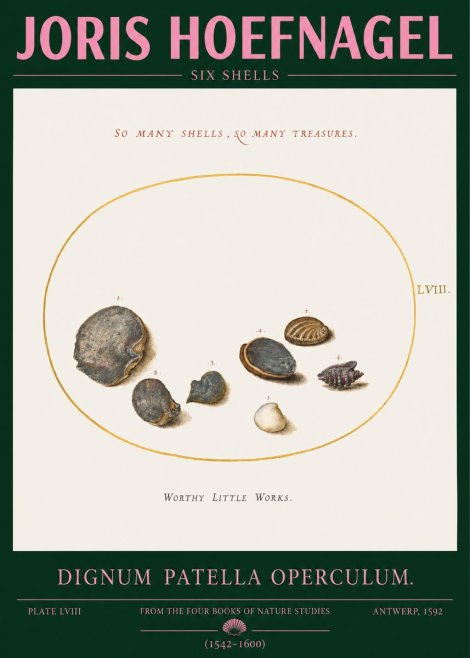 Joris Hoefnagel Six Shells No2 - Poster