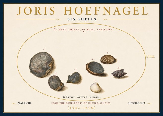 Joris Hoefnagel Six Shells No3 - Poster