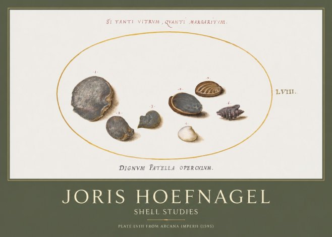Joris Hoefnagel Six Shells No5 - Poster
