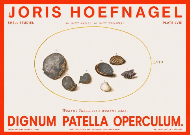 Joris Hoefnagel Six Shells No6 - Poster
