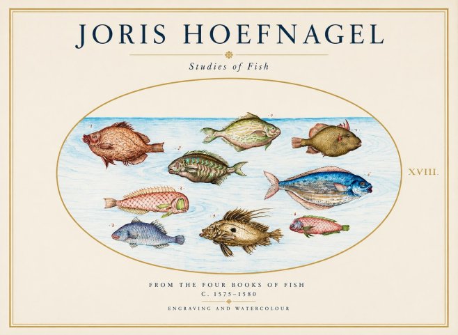 Joris Hoefnagel Studies of Fish I No1 - Poster