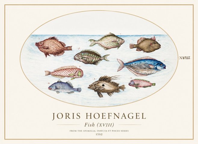 Joris Hoefnagel Studies of Fish I No2 - Poster