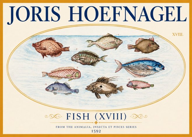 Joris Hoefnagel Studies of Fish I No4 - Poster