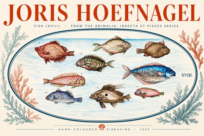 Joris Hoefnagel Studies of Fish I No5 - Poster