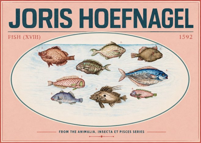 Joris Hoefnagel Studies of Fish I No6 - Poster