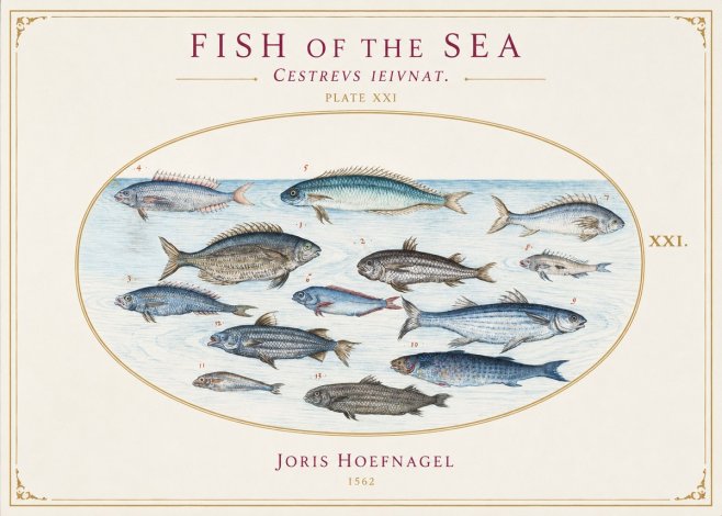 Joris Hoefnagel Fish of the Sea - Cestrevs Ieivnat. Plate Xxi No1 - Poster