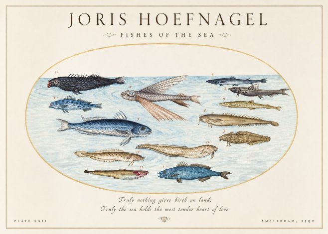 Joris Hoefnagel Fishes of the Sea I No1 - Poster