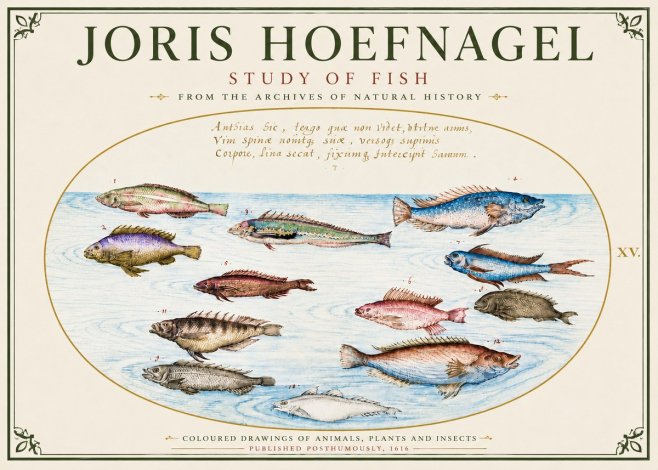 Joris Hoefnagel Study of Fish No6 - Poster