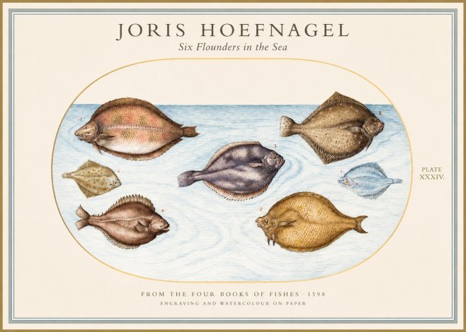Joris Hoefnagel Six Flounders in the Sea No1 - Poster