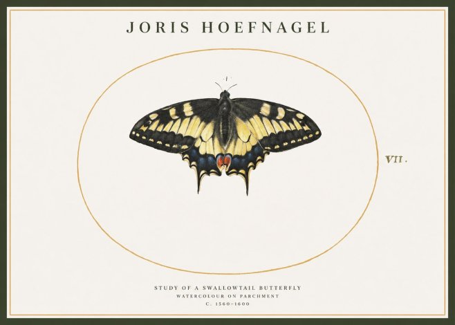 Joris Hoefnagel Study of a Swallowtail Butterfly No1 - Poster