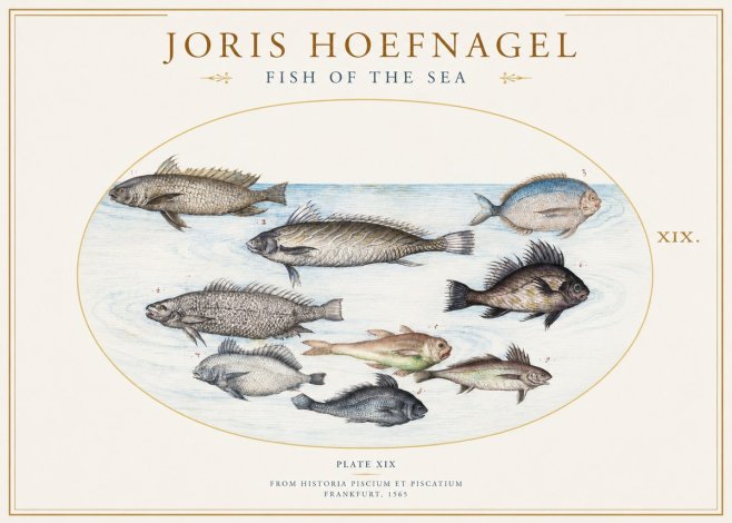 Joris Hoefnagel Fish of the Sea No1 - Poster