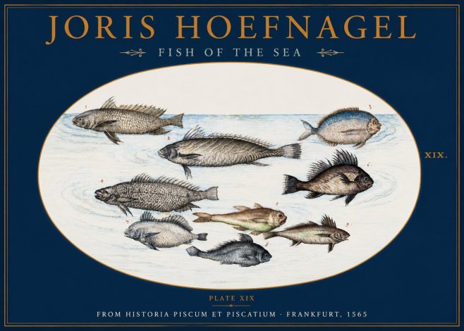 Joris Hoefnagel Fish of the Sea No2 - Poster