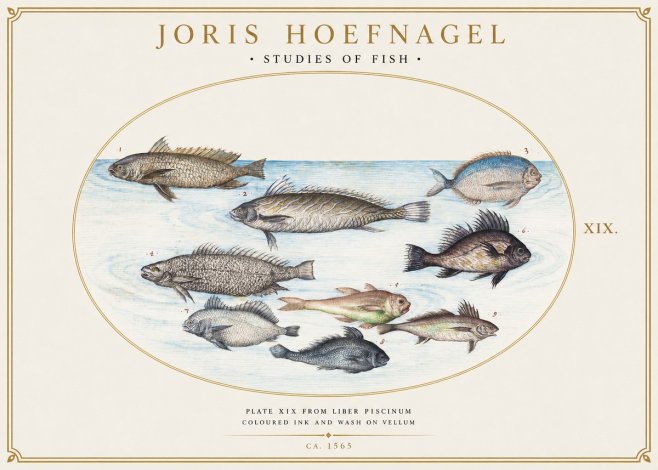 Joris Hoefnagel Fish of the Sea No6 - Poster