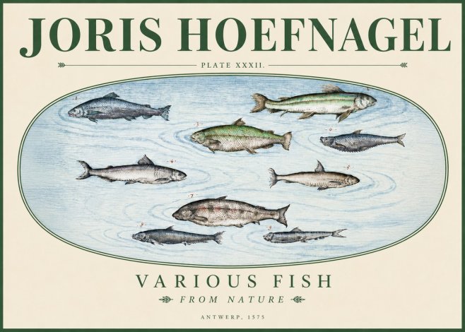 Joris Hoefnagel Various Fish from Nature No3 - Poster