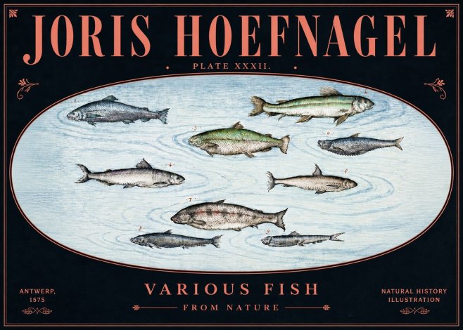 Joris Hoefnagel Various Fish from Nature No5 - Poster