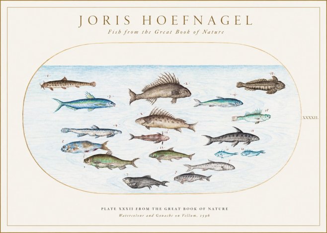 Joris Hoefnagel Fish from the Great Book of Nature No1 - Poster