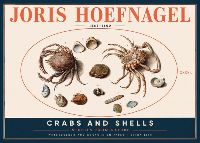 Joris Hoefnagel Crabs and Shells - Studies from Nature No4 - Poster