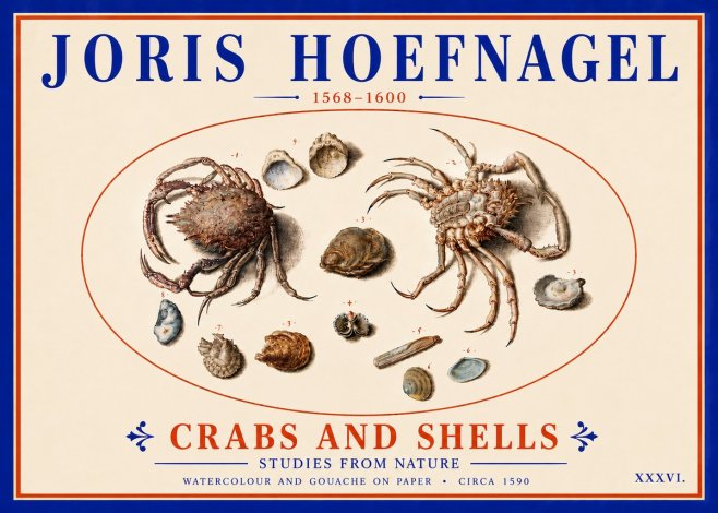 Joris Hoefnagel Crabs and Shells - Studies from Nature No6 - Poster