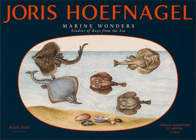 Joris Hoefnagel Studies of Rays and Shells No3 - Poster