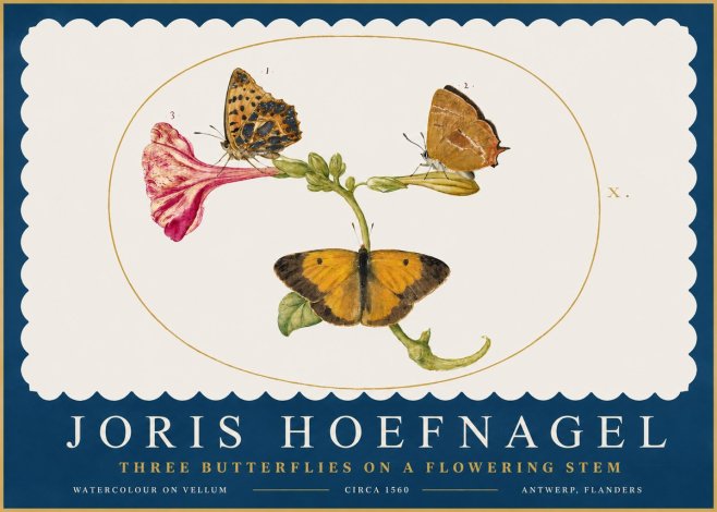 Joris Hoefnagel Three Butterflies on a Flowering Stem No2 - Poster