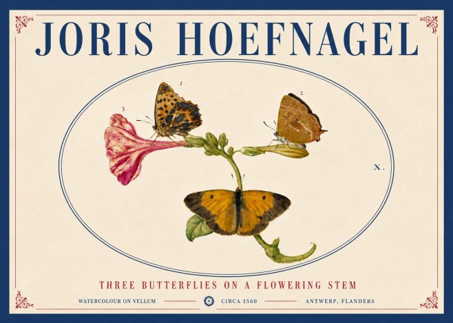 Joris Hoefnagel Three Butterflies on a Flowering Stem No5 - Poster