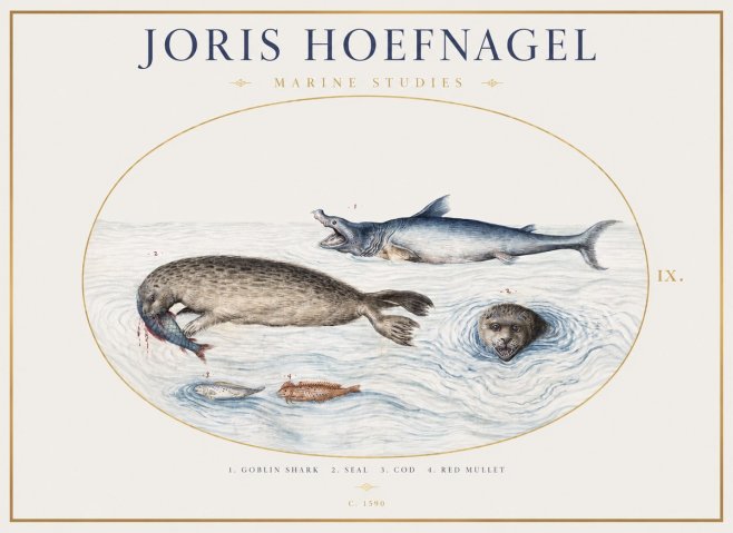 Joris Hoefnagel Marine Studies No1 - Poster