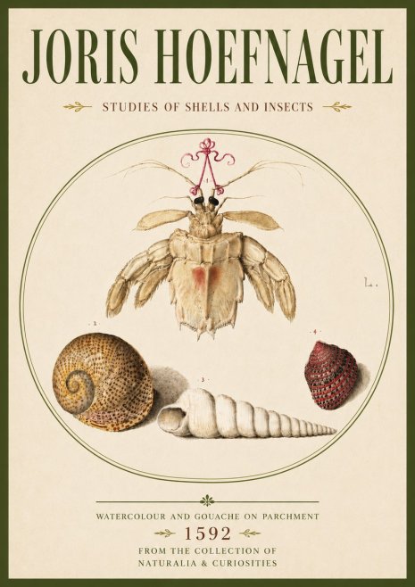 Joris Hoefnagel Studies of Shells and Insects No6 - Poster