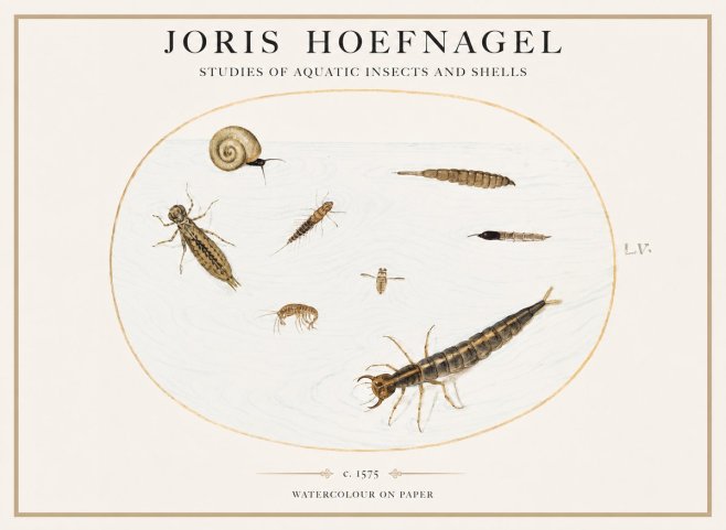 Joris Hoefnagel Studies of Aquatic Insects and Shells No1 - Poster