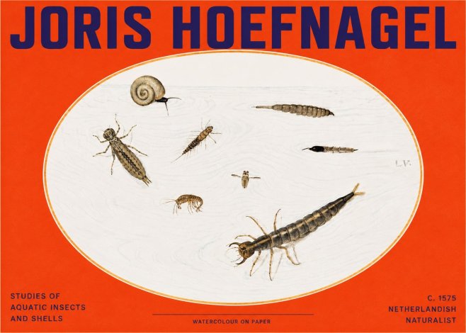 Joris Hoefnagel Studies of Aquatic Insects and Shells No2 - Poster