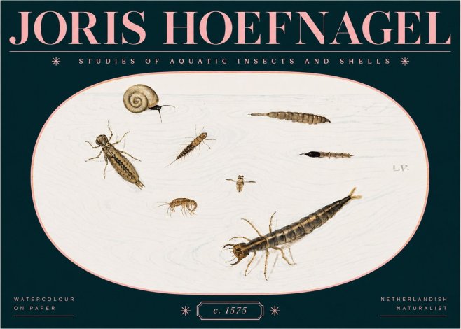 Joris Hoefnagel Studies of Aquatic Insects and Shells No3 - Poster
