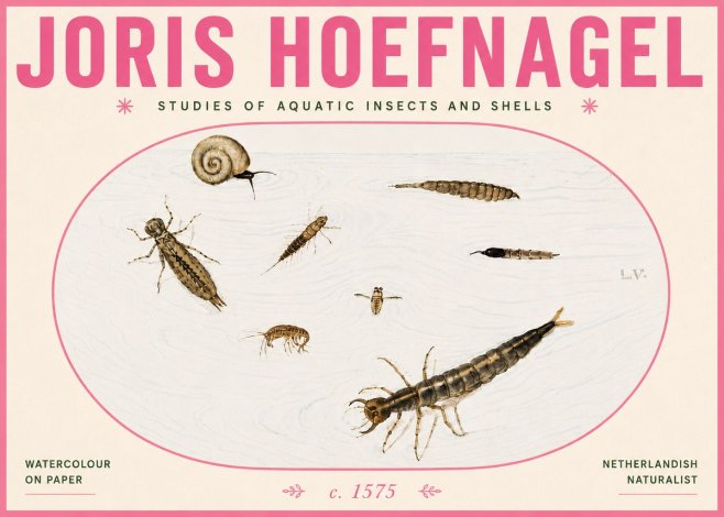 Joris Hoefnagel Studies of Aquatic Insects and Shells No6 - Poster