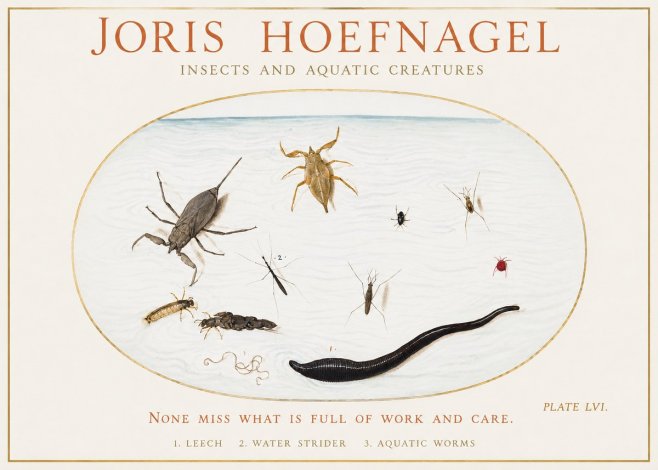 Joris Hoefnagel Insects and Aquatic Creatures No1 - Poster