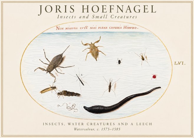 Joris Hoefnagel Insects and Aquatic Creatures No2 - Poster