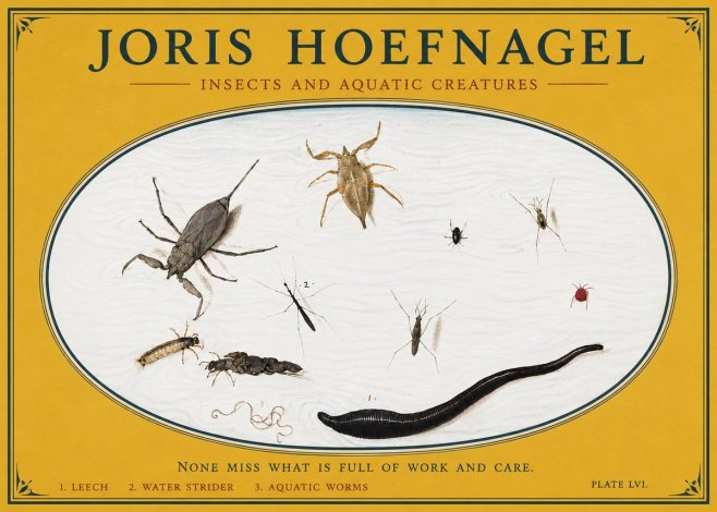 Joris Hoefnagel Insects and Aquatic Creatures No3 - Poster