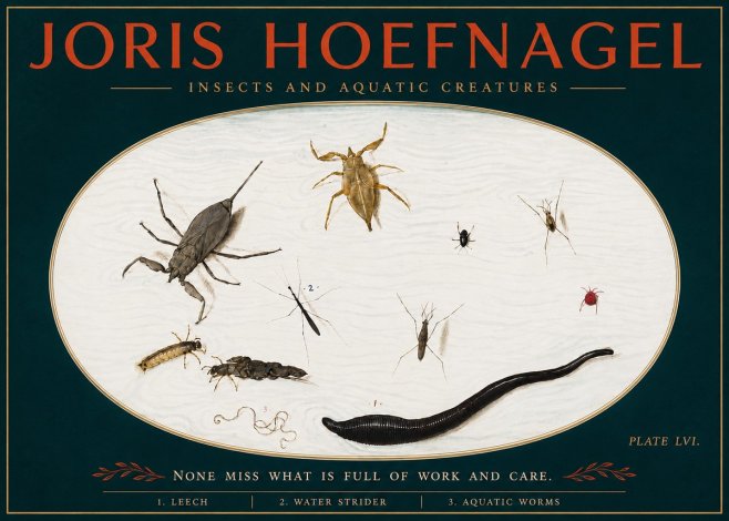Joris Hoefnagel Insects and Aquatic Creatures No4 - Poster