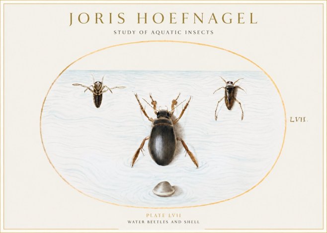 Joris Hoefnagel Water Beetles and Shell No1 - Poster