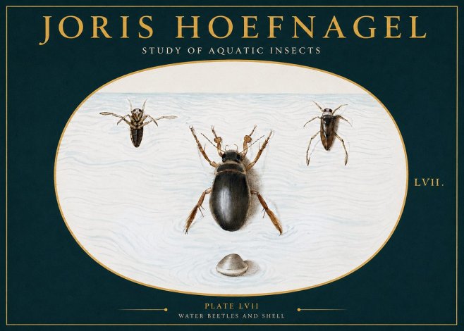 Joris Hoefnagel Water Beetles and Shell No2 - Poster