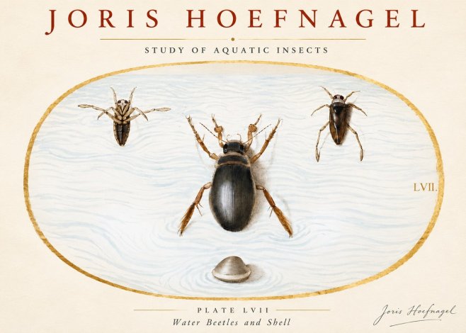 Joris Hoefnagel Water Beetles and Shell No3 - Poster