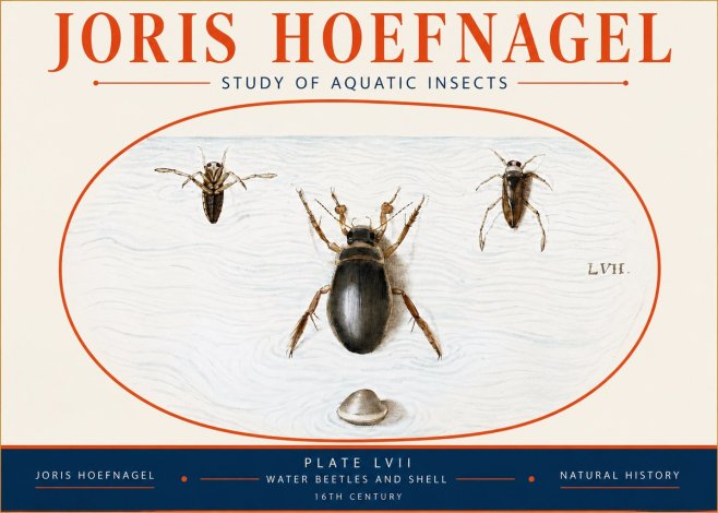 Joris Hoefnagel Water Beetles and Shell No4 - Poster