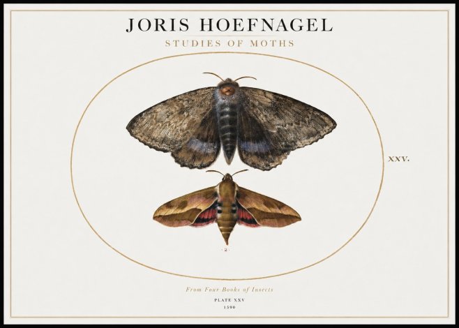 Joris Hoefnagel Studies of Moths I No1 - Poster